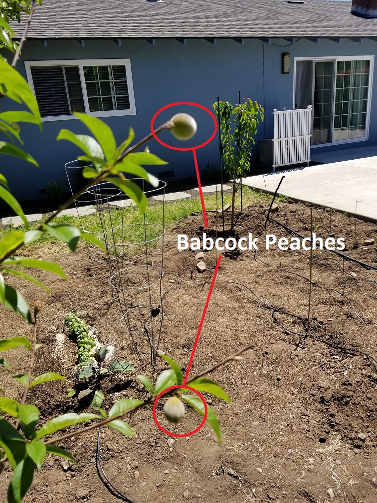 Babcocks.jpg