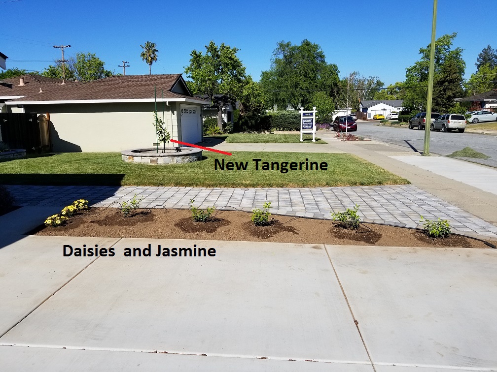 Jasmine.jpg