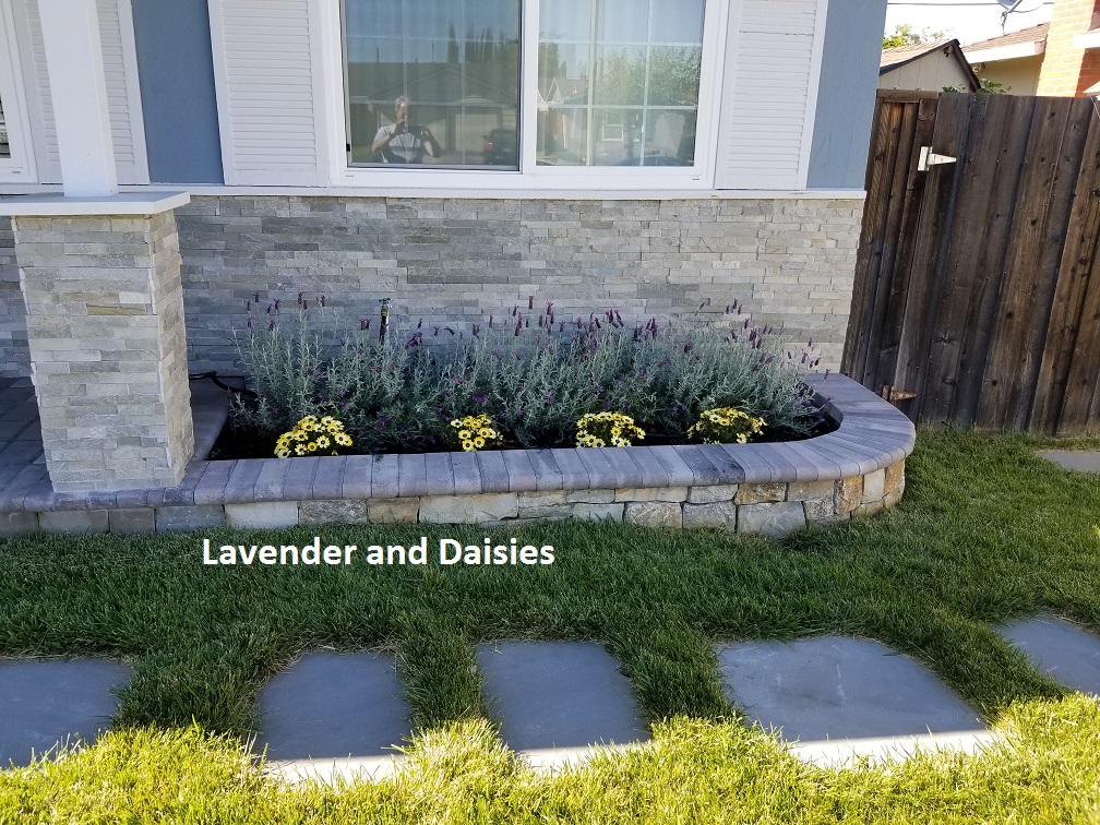 Lavendar.jpg