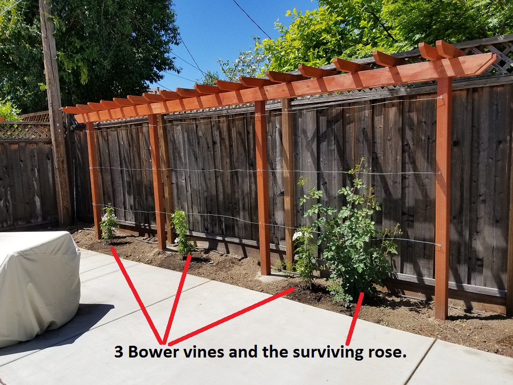 Pergola.jpg