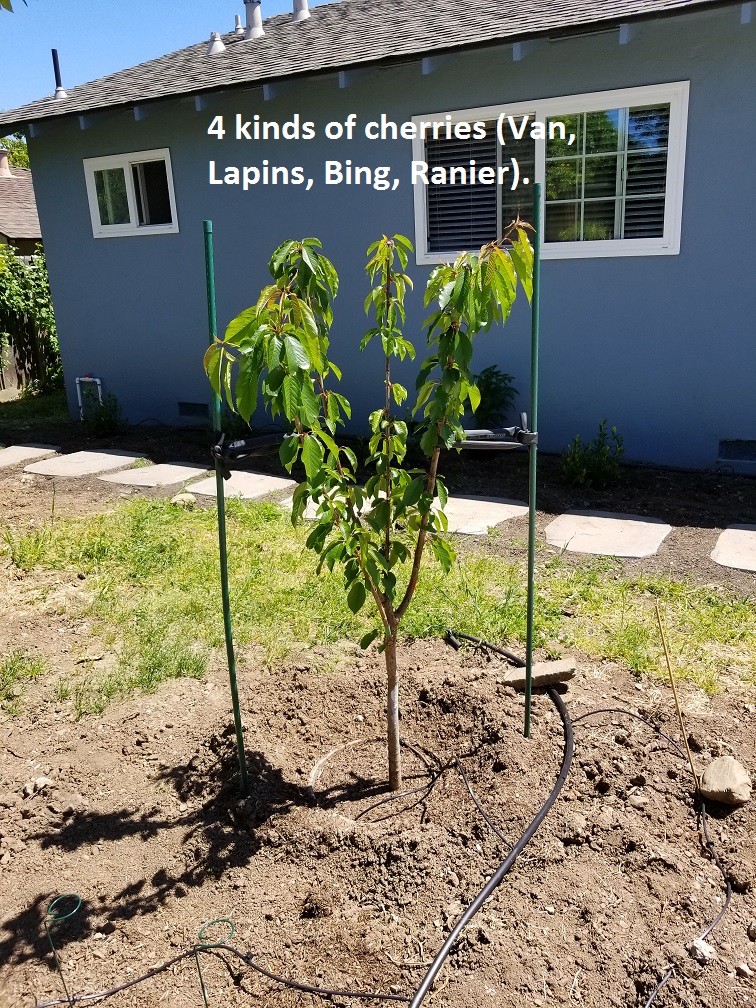 cherries.jpg